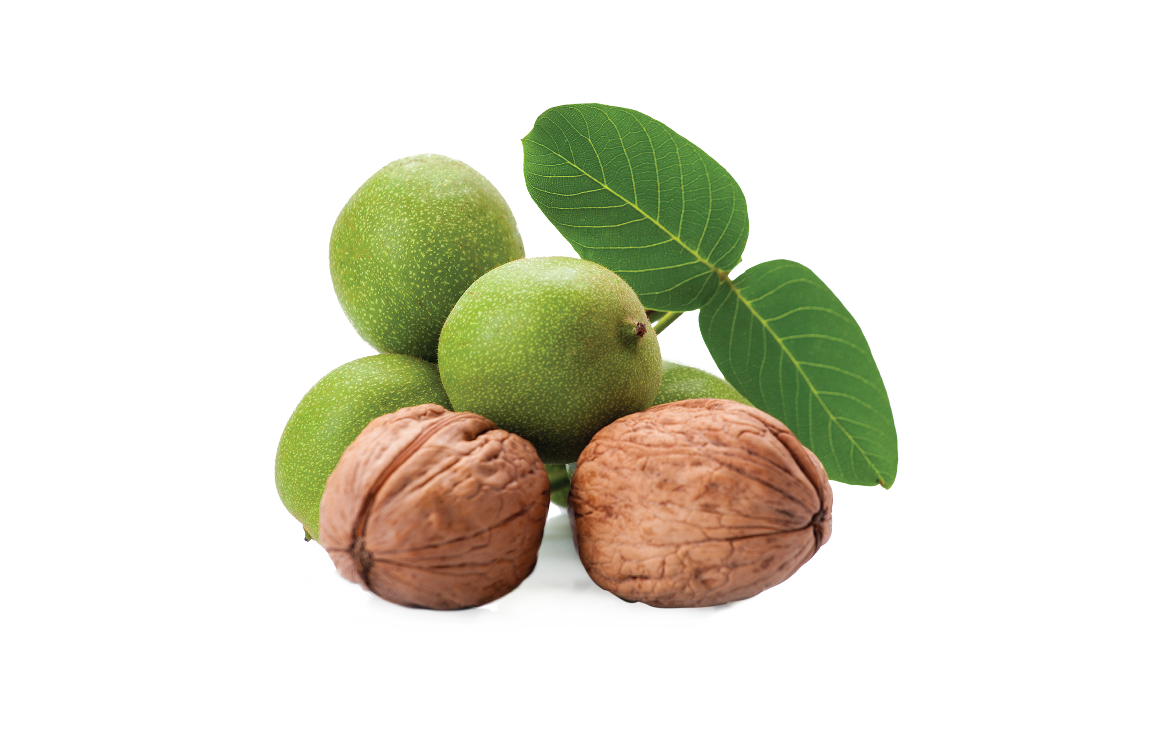 Certified Chandler Walnut Saplings